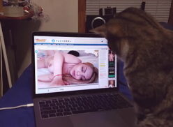 Porno Gatos