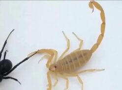 Scorpion